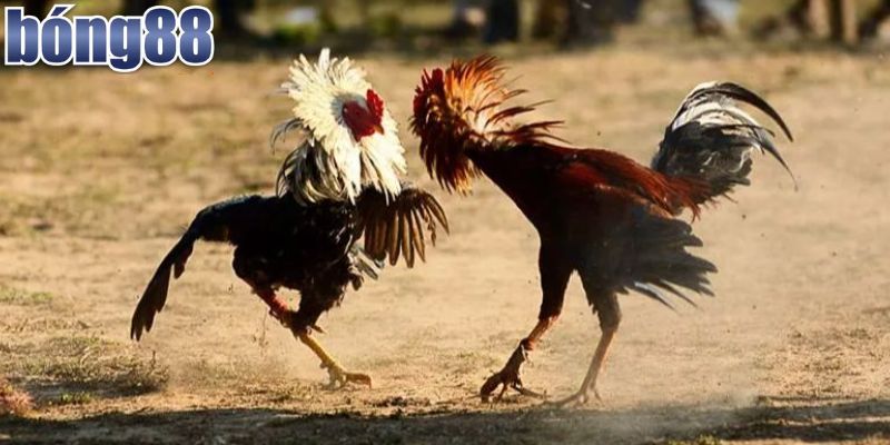 Trải Nghiệm Đá Gà Thomo Trực Tiếp Bong88 Kịch Tính 2 Tìm hiểu sơ lược đá gà Thomo trực tiếp