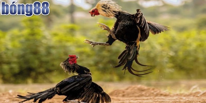 Trải Nghiệm Đá Gà Thomo Trực Tiếp Bong88 Kịch Tính 3 Nền tảng xem đá gà chất lượng, uy tín