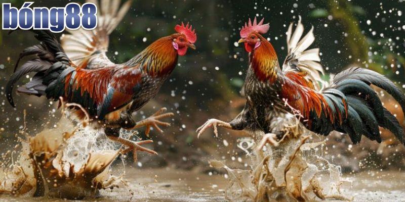 Trải Nghiệm Đá Gà Thomo Trực Tiếp Bong88 Kịch Tính 4 Các bước xem đá gà trực tiếp đơn giản